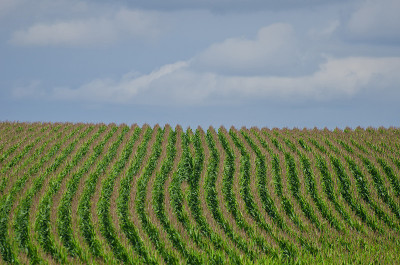Maisfeld