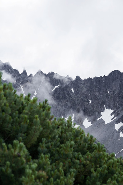 矮小的雪松和高耸的山崖景观