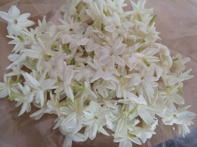 茉莉花白花美丽的花束在塑料背景上