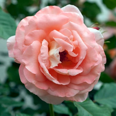 Teehybrid玫瑰,橙