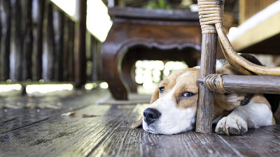 一只白色和棕色相间的雌性小猎犬正在躲藏