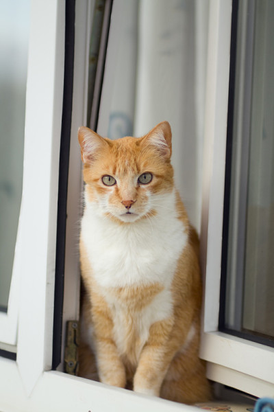 猫在窗口