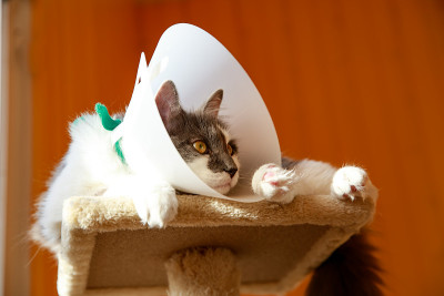 领猫。