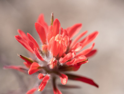 红色橙色的沙漠画笔，Castilleja sp.，在红岩峡谷附近的拉斯维加斯，内华达州，美国