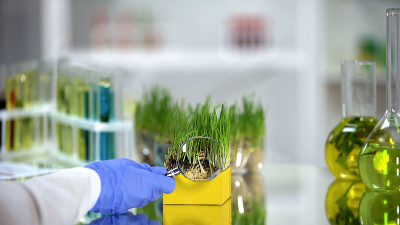 生物化学家用放大镜检查麦草样品，营养质量
