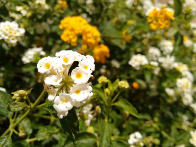 马樱丹属花