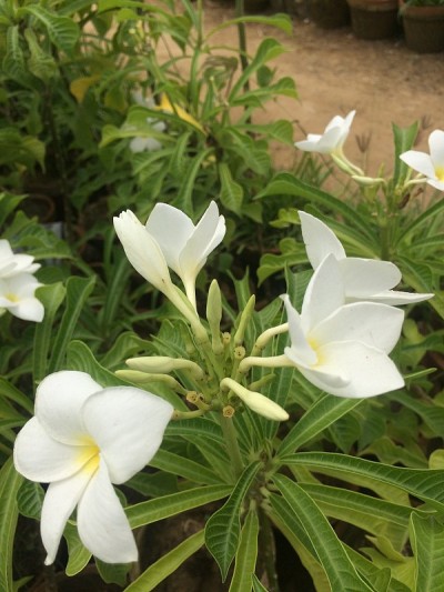 美丽的花朵
