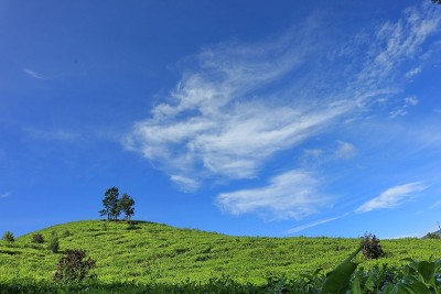 茶园之美