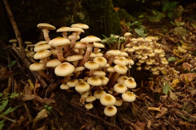 野蘑菇