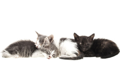 小猫