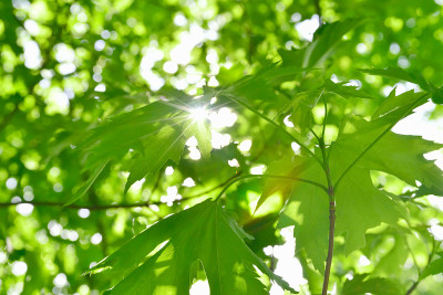 阳光下美丽新鲜的枫叶