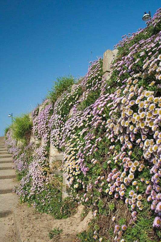 在Southwold海滩的Pink Erigeron