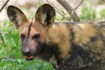 非洲野犬