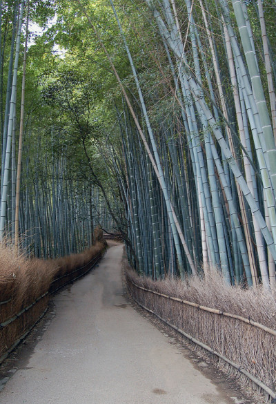 竹林