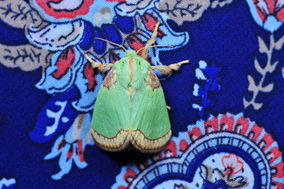 蛾昆虫