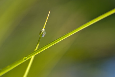 草叶上的露珠