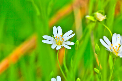 花期繁缕。