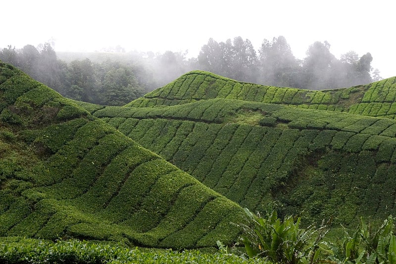 卡梅隆高地茶园