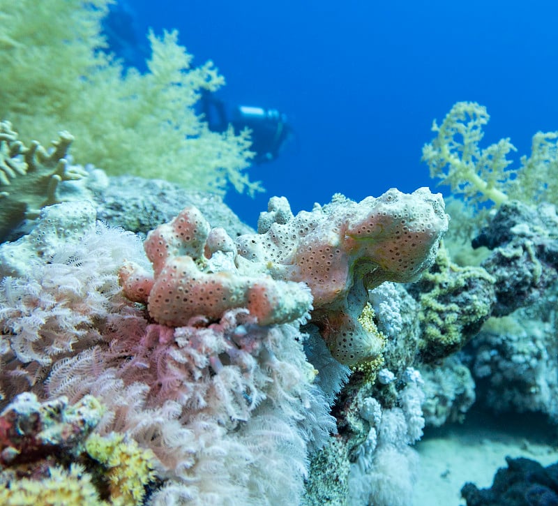 热带海洋底部的彩色珊瑚礁、硬珊瑚和海绵、水下景观