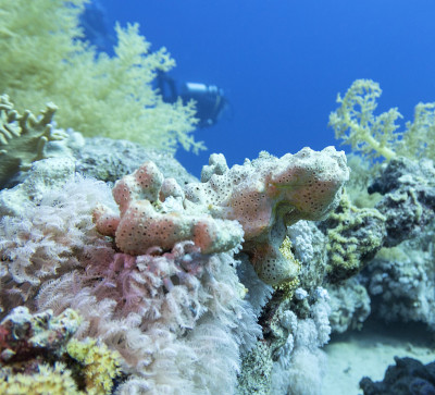 热带海洋底部的彩色珊瑚礁、硬珊瑚和海绵、水下景观
