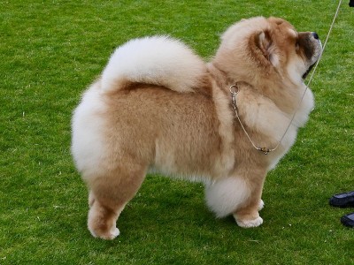 松狮犬在草地上散步