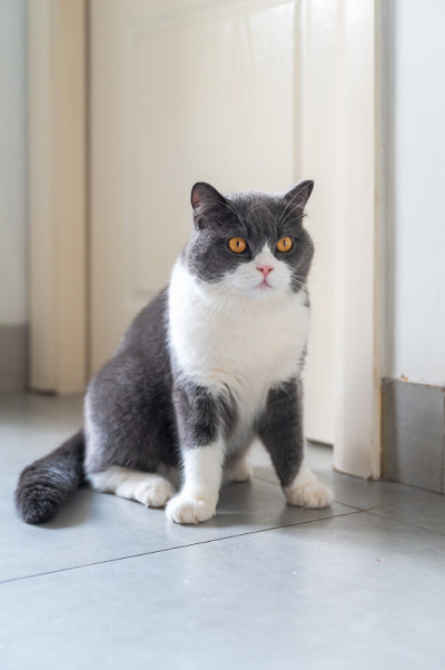 英国短毛猫坐在地板上