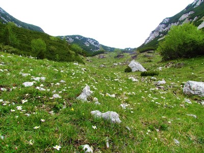 在斯洛文尼亚的Kamnik-Savinja阿尔卑斯山，白色的花在前面的高山景观