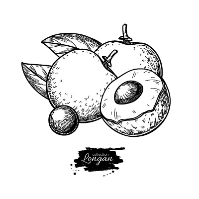 Longan vector drawing. Hand drawn tropical fruit i