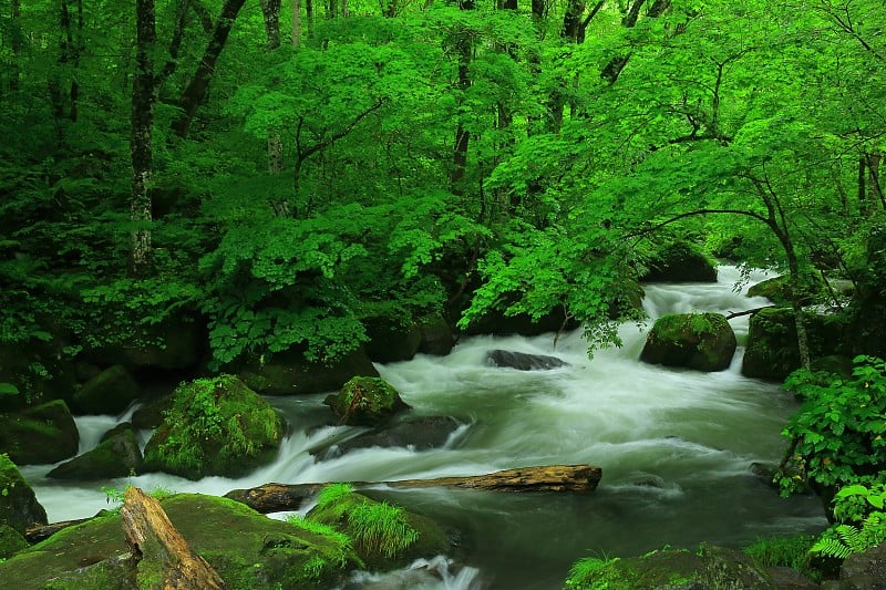 青森县夏季山溪