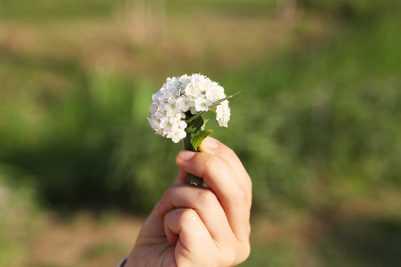 花送给妈妈