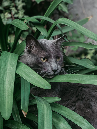 植物间的猫