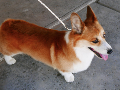 彭布罗克威尔士科基犬