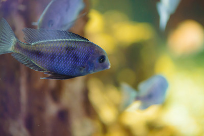 水族馆鱼类