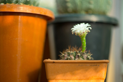 盆中花萼和白花