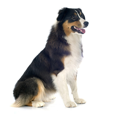 澳大利亚牧羊犬