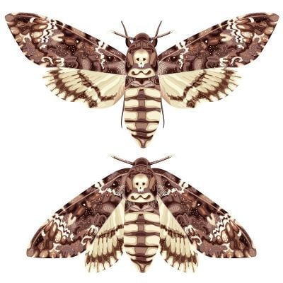 蝴蝶。死亡头鹰蛾。飞蛾是一个神秘的象征和护身符。