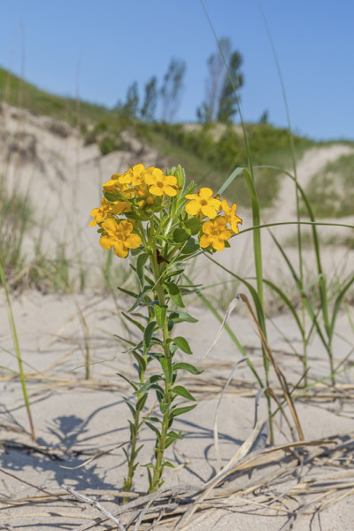 黄puccoon - Pinery省级公园，安大略省，加拿大