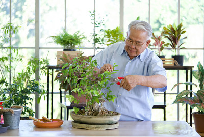 退休的爷爷用剪刀装饰新盆景树的树枝。温室种植室内的早晨气氛。