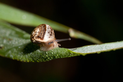 蜗牛