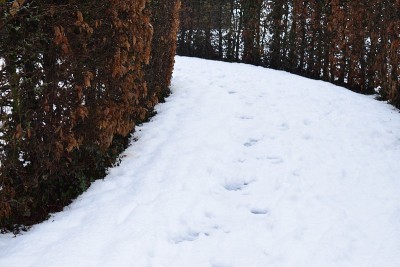 雪地上的脚印