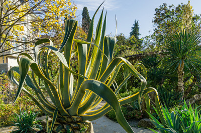 美国边缘龙舌兰(agave americana)条纹种，龙舌兰属，龙舌兰亚科，芦笋科景观索契秋季城市
