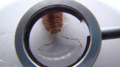 土鳖。
生物学家，外来兽医检查木虱，野生动物兽医。
白色背景上的斯莱特。
节肢动物,无脊椎动物。
昆