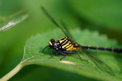 Asiagomphus melaenops