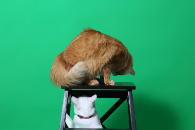 两只猫