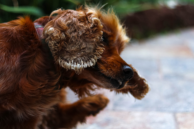 可卡犬在地板上搔痒