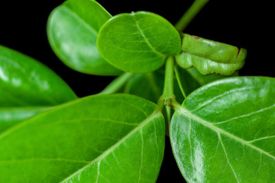 植物上的绿叶