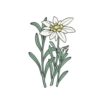 雪绒花花。山工厂。手绘矢量插图素描风格。