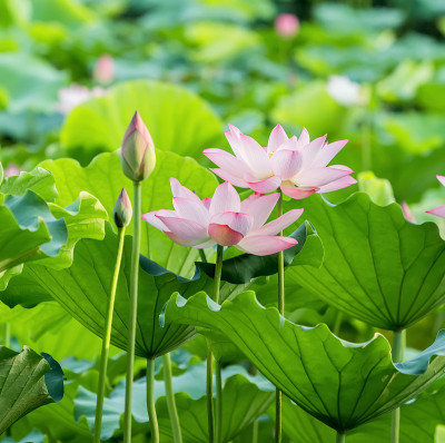 莲花