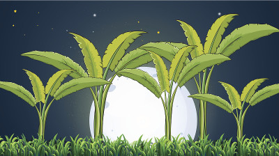 白色满月下的香蕉种植园