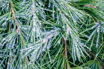 一棵蓝色雪松的针叶和小枝上的水滴的详细视图